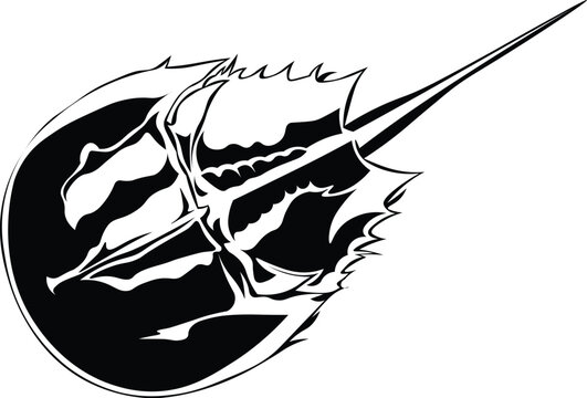 Cartoon Black and White Isolated Illustration Vector Of A Horseshoe Crab