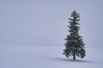 Hokkaido, Japan - December 23, 2023: A Norway Spruce tree called Christmas tree in Biei, Hokkaido,...