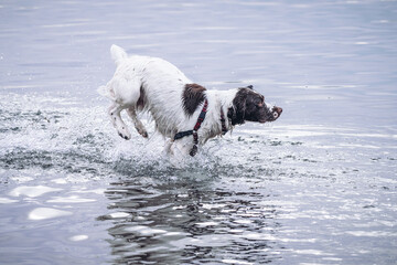 English Springer Spaniel dog running through river water
