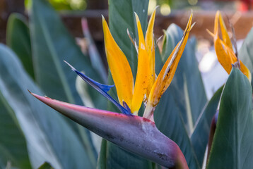 Strelitzia reginae, paradise flower