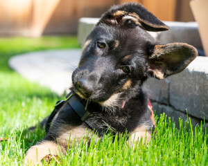 Close-up of young German Shepherd puppy with her head tilted and one ear up. 