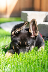 Bi-color German Shepherd puppy lying in a sunny yard with one ear up a one down, and her nose in the grass. 
