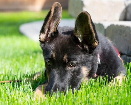 Cute German Shepherd puppy with her nose in the grass, and both ears almost up. 
