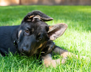 Cute German Shepherd puppy leaning towards the camera, with one floppy ear. 