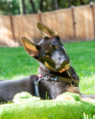 Young German Shepherd puppy lying in grass with head tilted. 