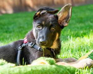 Sweet German Shepherd puppy lying in sunny grass with blade of grass in her mouth. 