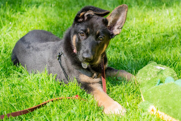 Cute German Shepherd puppy lying on back yard grass on a sunny day.
