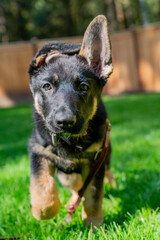 Adorable bi-color German Shepherd puppy running towards camera with one ear up. 