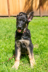 Adorable German Shepherd puppy sitting in back yard with slight head tilt. 