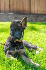 Adorable German Shepherd puppy lying in grass with one ear down, staring very seriously at the camera. 