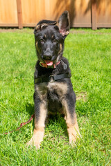 Young German Shepherd puppy sitting on back yard grass with one ear up.  