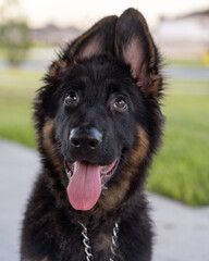 A long-haired German shepherd puppy dog looking up at his owner.