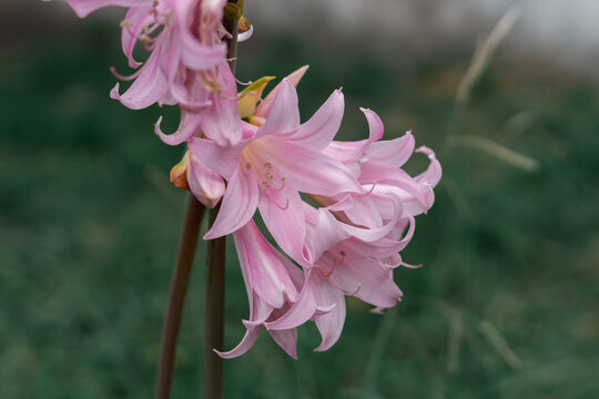 Pink amarcrinum flower, selective focus