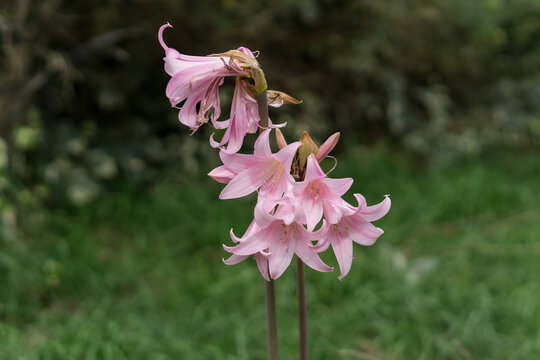 Pink amarcrinum flower, selective focus