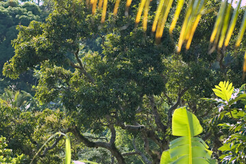 Fototapeta premium Green Tropical Forest Trees 
