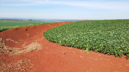 Composição de paisagem com curva de nível em plantação de soja verde, contrastando com terra...