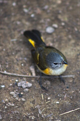 Little Bird on the Ground Overhead Shot 