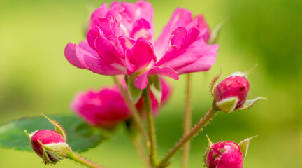 natural background with flowers macro with out of focus
