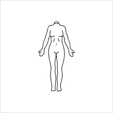 vector illustration of body anatomy outline
