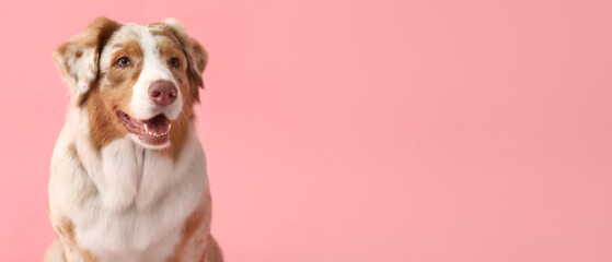 Cute Australian shepherd dog on pink background with space for text