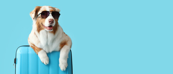 Cute Australian shepherd dog with sunglasses and suitcase on blue background with space for text
