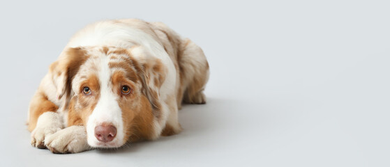 Lying cute Australian shepherd dog on light background with space for text