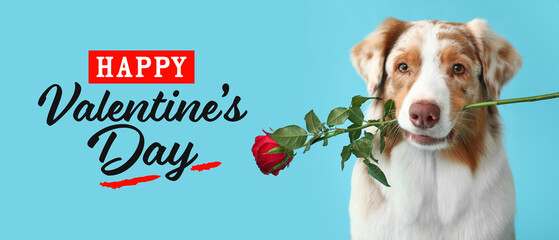 Greeting card for Happy Valentine's Day with cute Australian shepherd dog