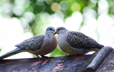 spotted dove couple relaxing and romancing snuggling freely in their own space
