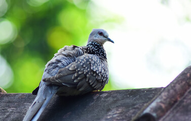 spotted dove relaxing and freely in it's own space