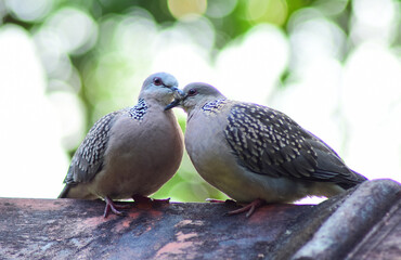 spotted dove couple relaxing and romancing snuggling freely in their own space