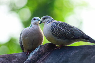 spotted dove couple relaxing and romancing snuggling freely in their own space