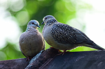 spotted dove couple relaxing and romancing snuggling freely in their own space
