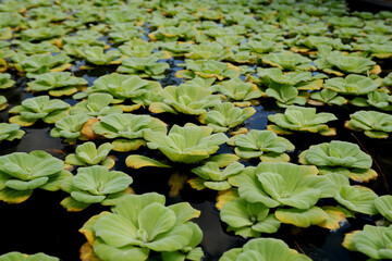 Water lettuce or Pistia stratiotes live in fish ponds as a place for fish to live and to decorate...