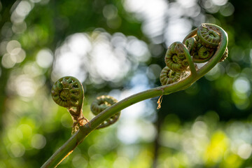 A  green tropical pohole fern, Diplazium esculentum, grows with curled fronds.