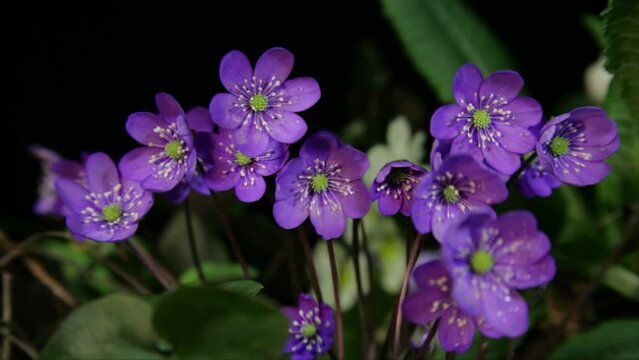 hepatica nobilis