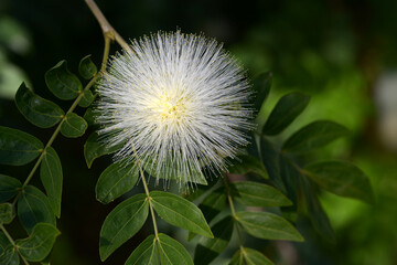 白いオオベニゴーカン