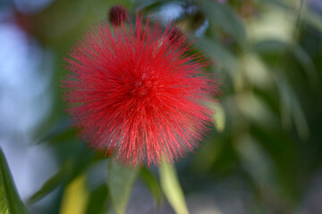 赤いオオベニゴーカン