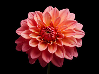 dahlia flower in studio background, single dahlia flower, Beautiful flower, ai generated image © Akilmazumder