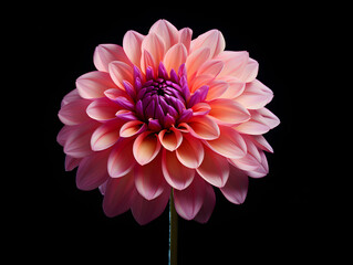 dahlia flower in studio background, single dahlia flower, Beautiful flower, ai generated image © Akilmazumder