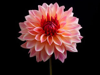 dahlia flower in studio background, single dahlia flower, Beautiful flower, ai generated image © Akilmazumder