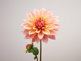 dahlia flower in studio background, single dahlia flower, Beautiful flower, ai generated image