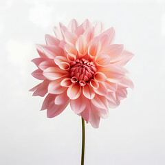 dahlia flower in studio background, single dahlia flower, Beautiful flower, ai generated image - obrazy, fototapety, plakaty
