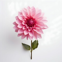 dahlia flower in studio background, single dahlia flower, Beautiful flower, ai generated image