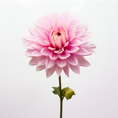 dahlia flower in studio background, single dahlia flower, Beautiful flower, ai generated image