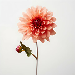 dahlia flower in studio background, single dahlia flower, Beautiful flower, ai generated image
