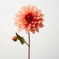 Foto op Canvas dahlia flower in studio background, single dahlia flower, Beautiful flower, ai generated image © Akilmazumder