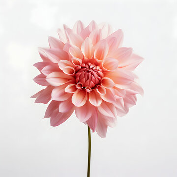 dahlia flower in studio background, single dahlia flower, Beautiful flower, ai generated image