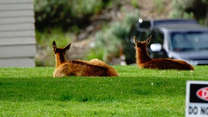 Deers, white tailed deer, in Yellowstone National Park, Wyoming Montana. Northwest. Yellowstone is...