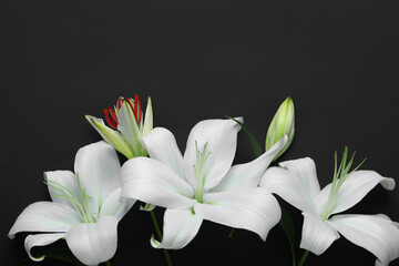 Beautiful lily flowers on black background
