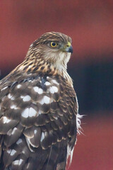 Cooper's hawk (Accipiter cooperii) portrait